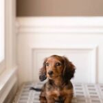 The Canadian Companion Animal (Pet) Industry is in crisis – and has been for years