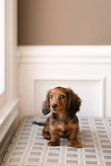 The Canadian Companion Animal (Pet) Industry is in crisis – and has been for years